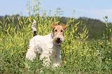 FOX TERRIER 015